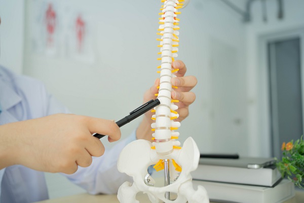 A physical therapist uses a pen to point to the low back of a human skeleton